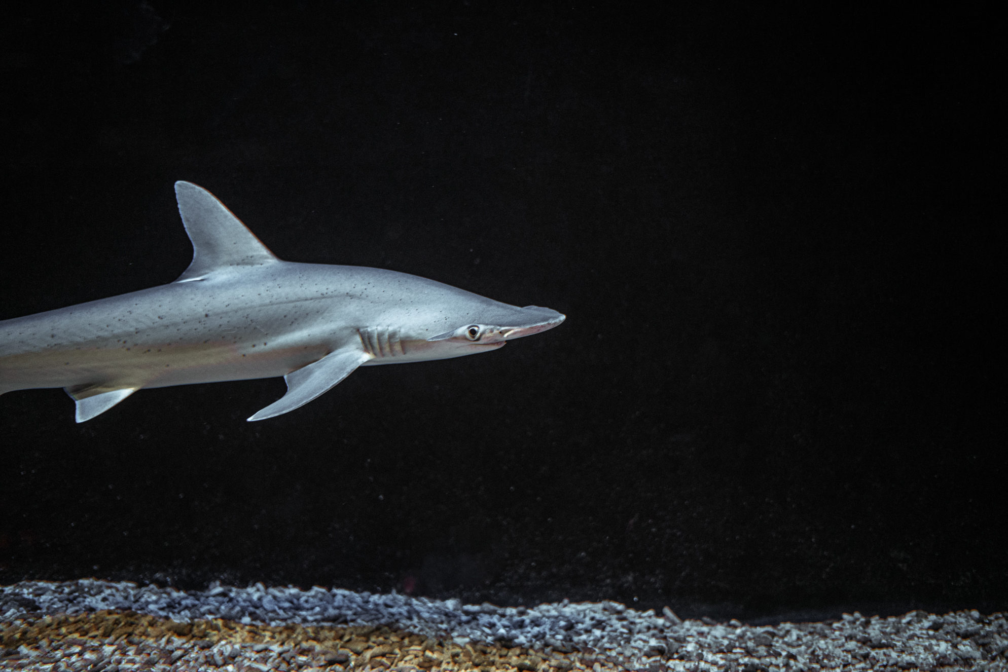 Bonnethead shark