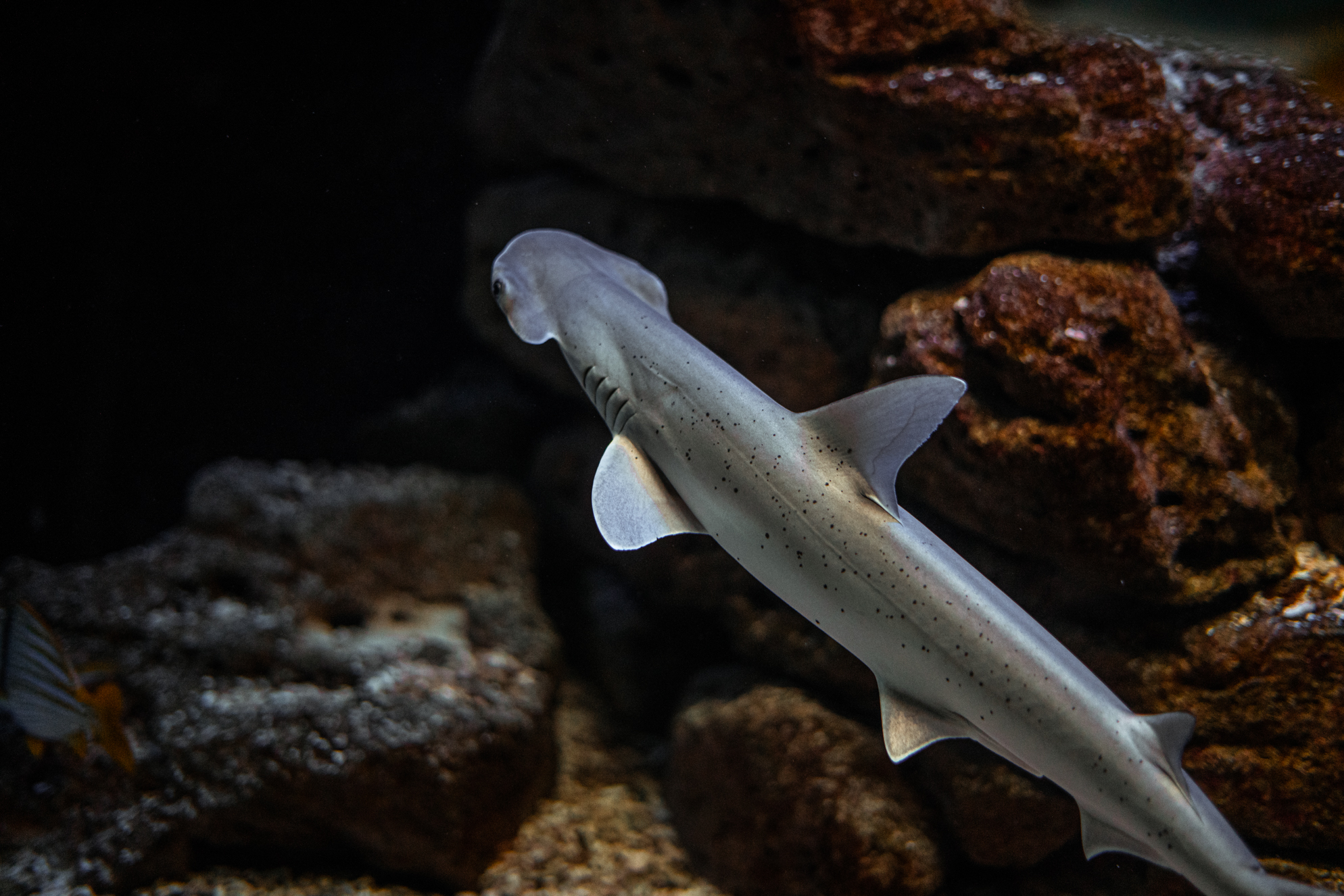 Bonnethead shark