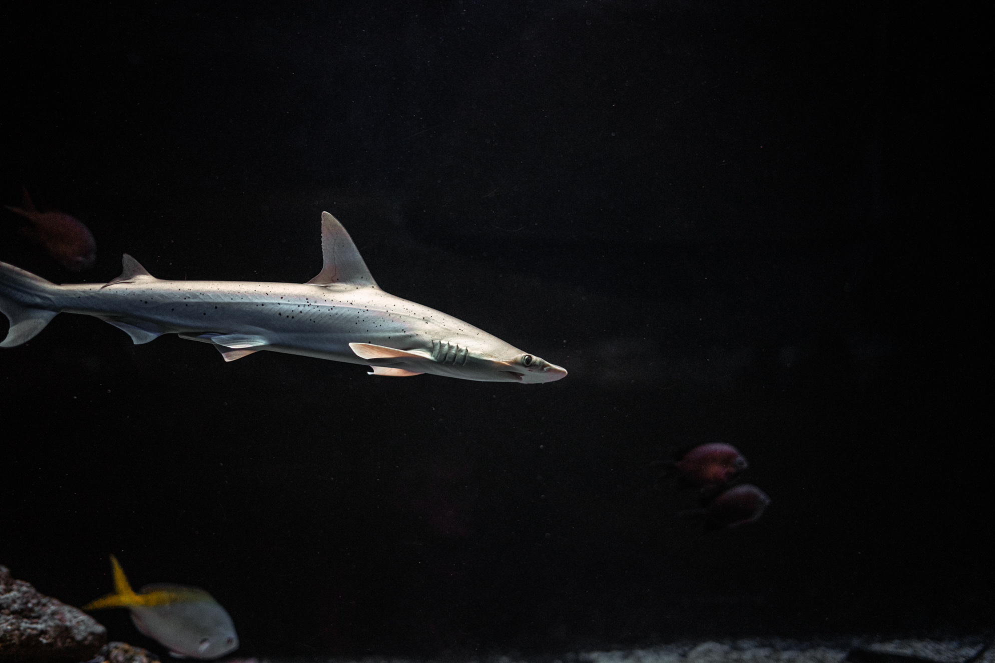 Bonnethead shark