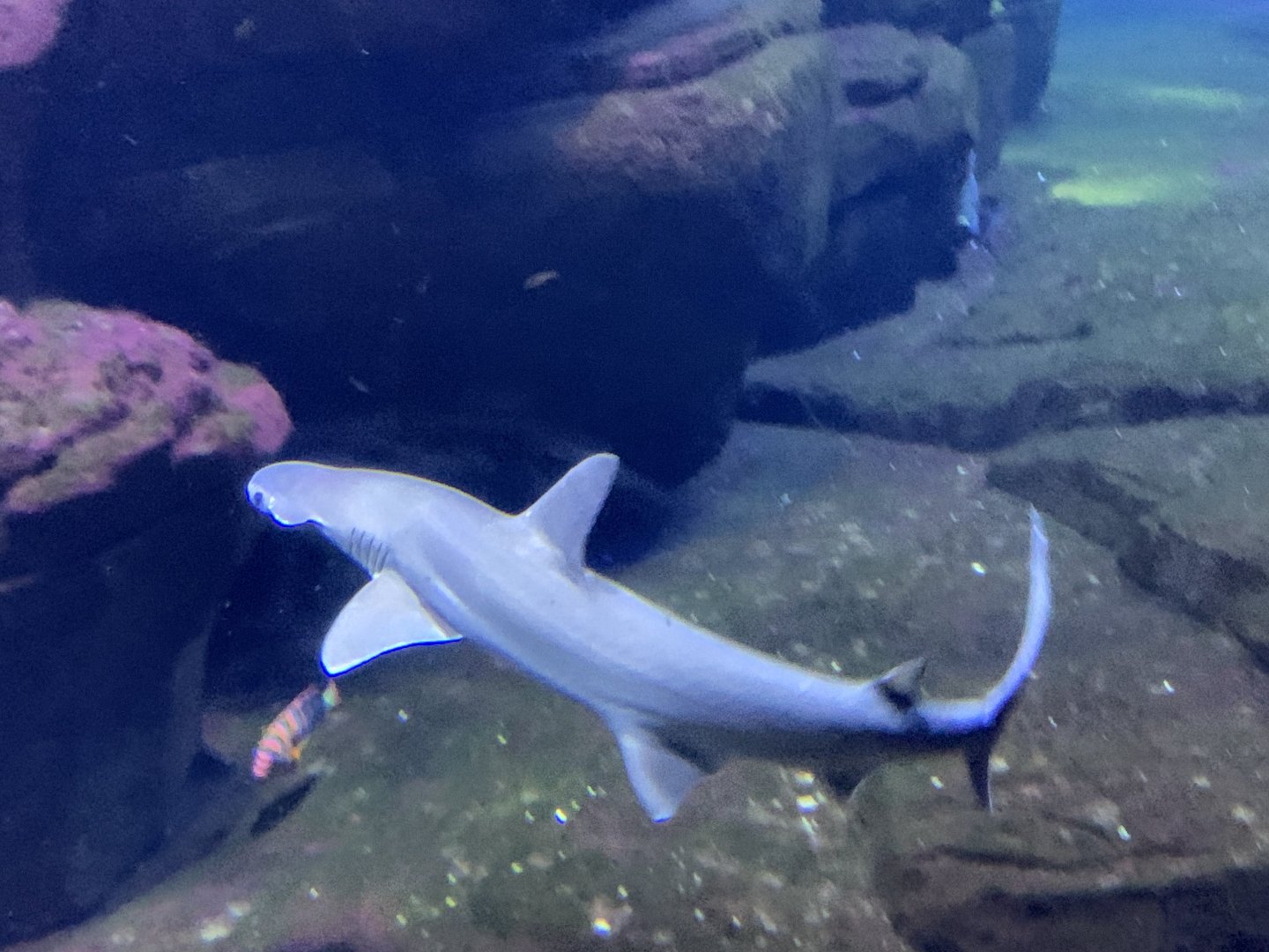 Bonnethead shark