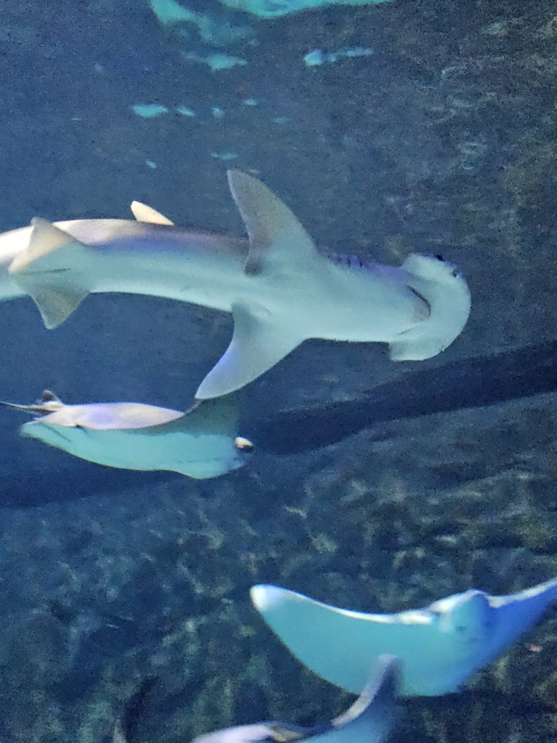 Bonnethead shark