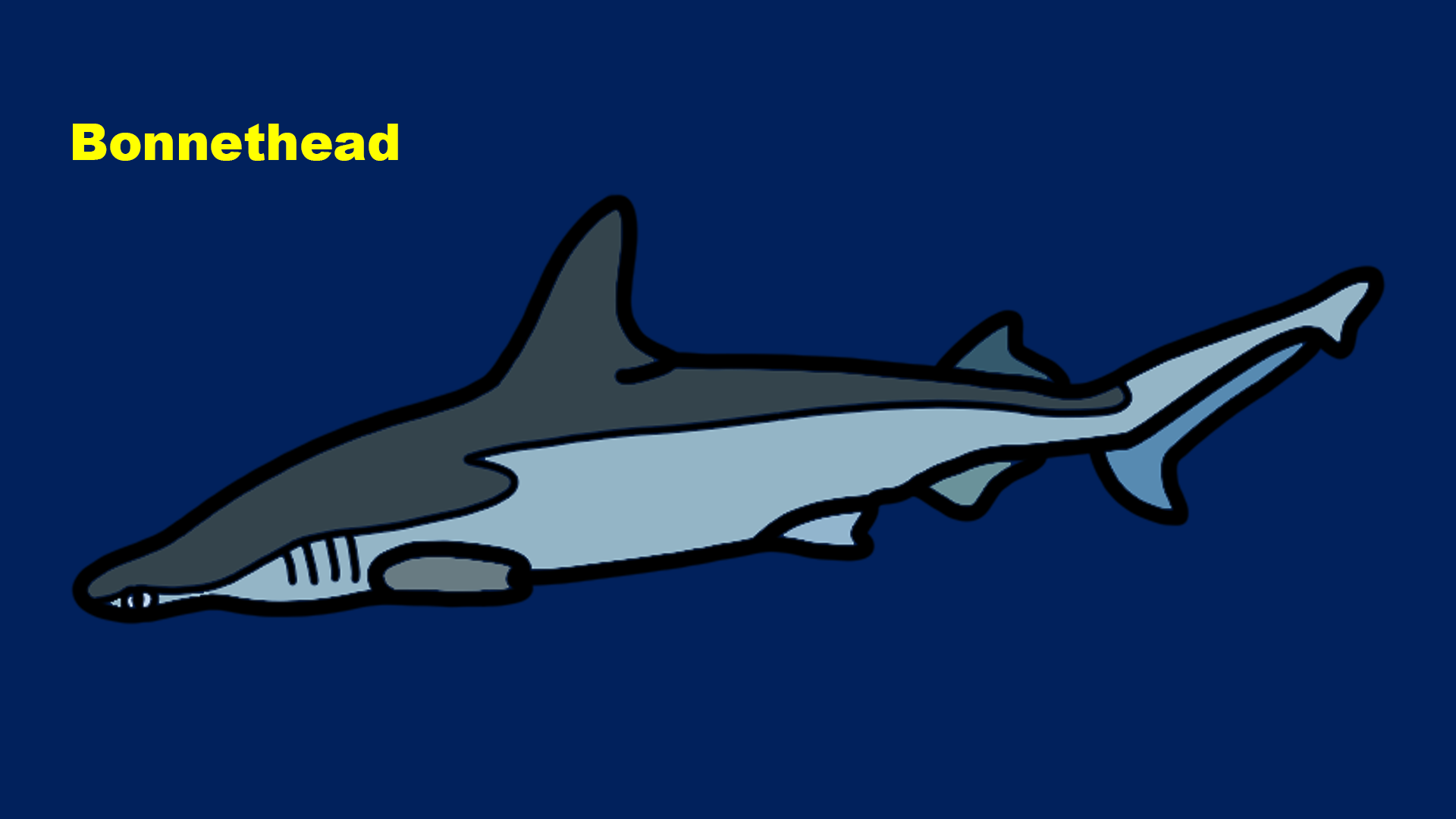Bonnethead (Sphyrna tiburo)