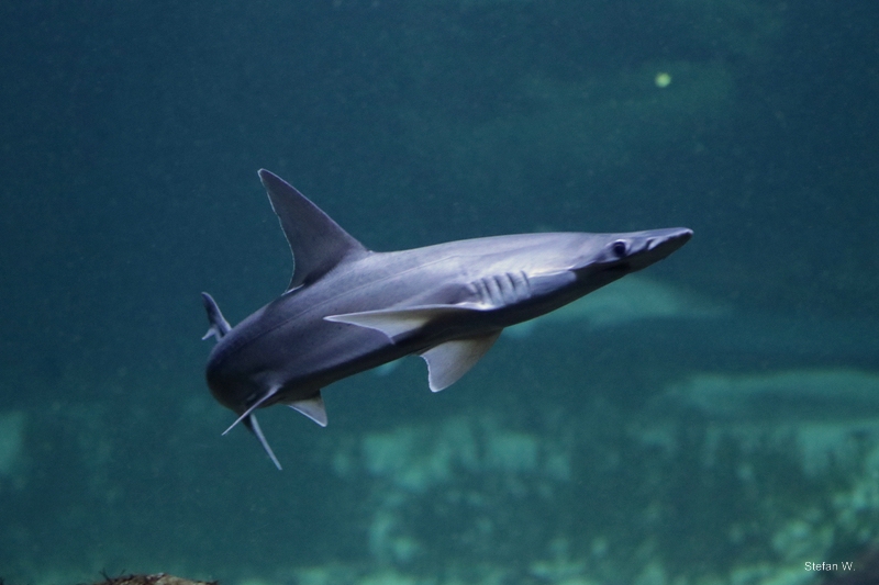 bonnethead (Sphyrna tiburo)