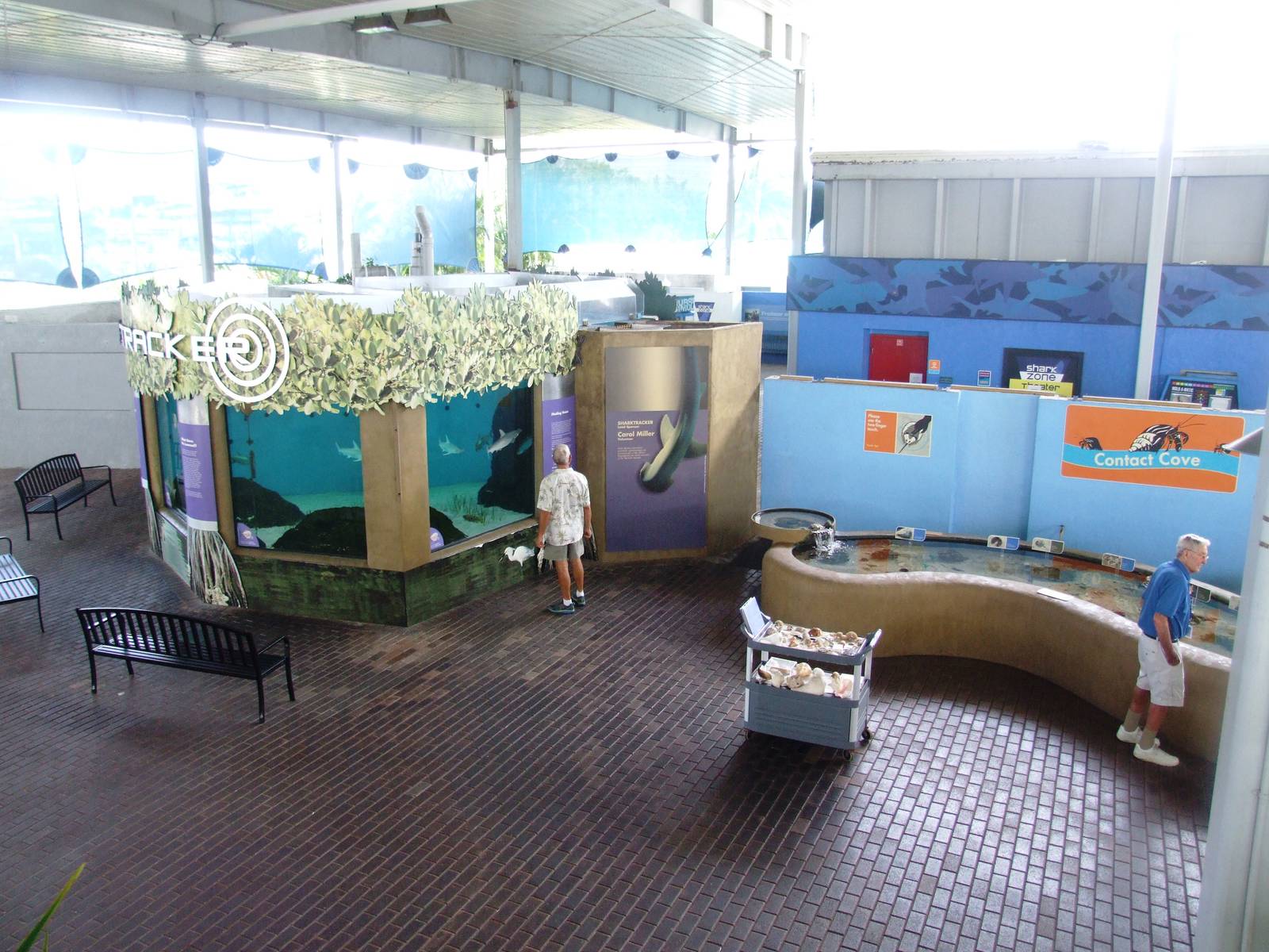 Bonnethead Tank and Touch Pool at Mote, 07/10/13