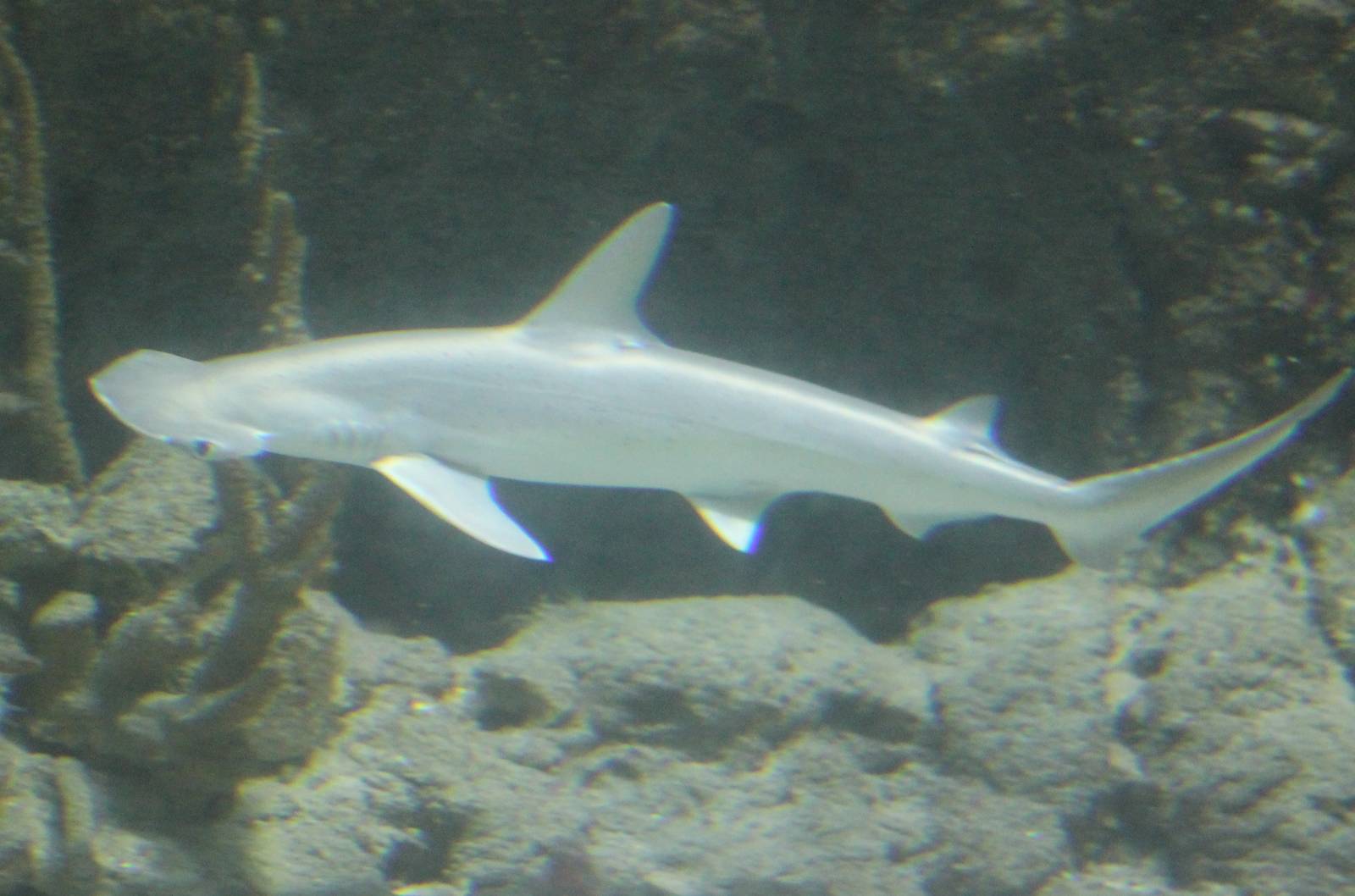 Bonnethead