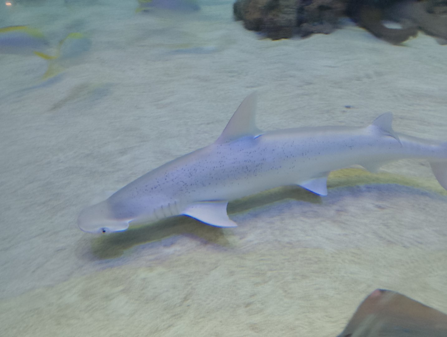 Bonnethead