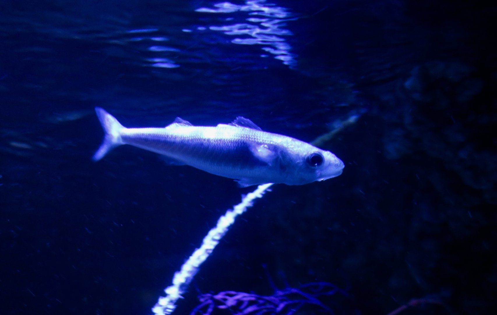 Bonnetmouth (Emmelichthyops atlanticus)