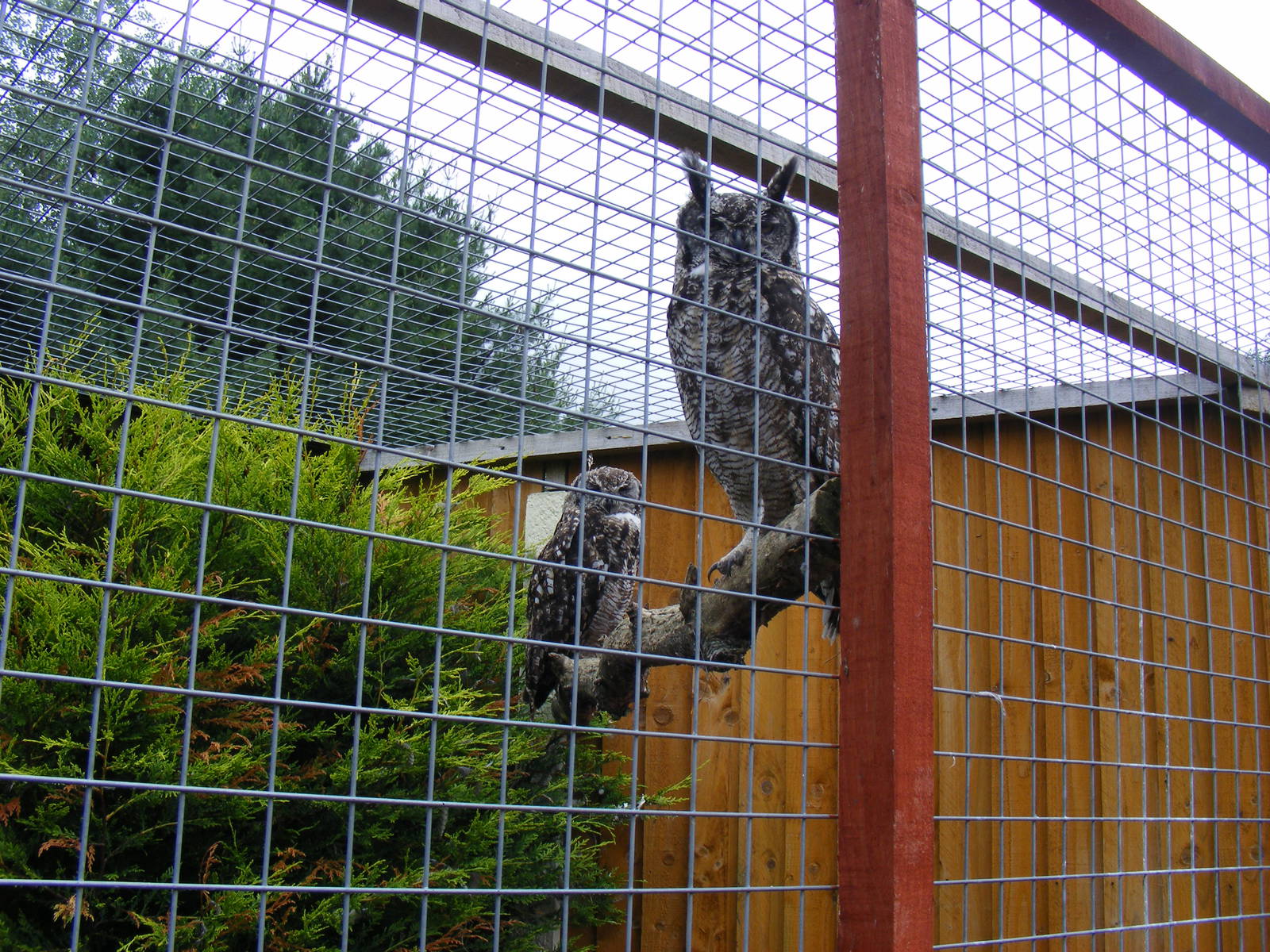 Bonnie and Dougal the African spotted owls at Gentleshaw Wildlife Centre, 1