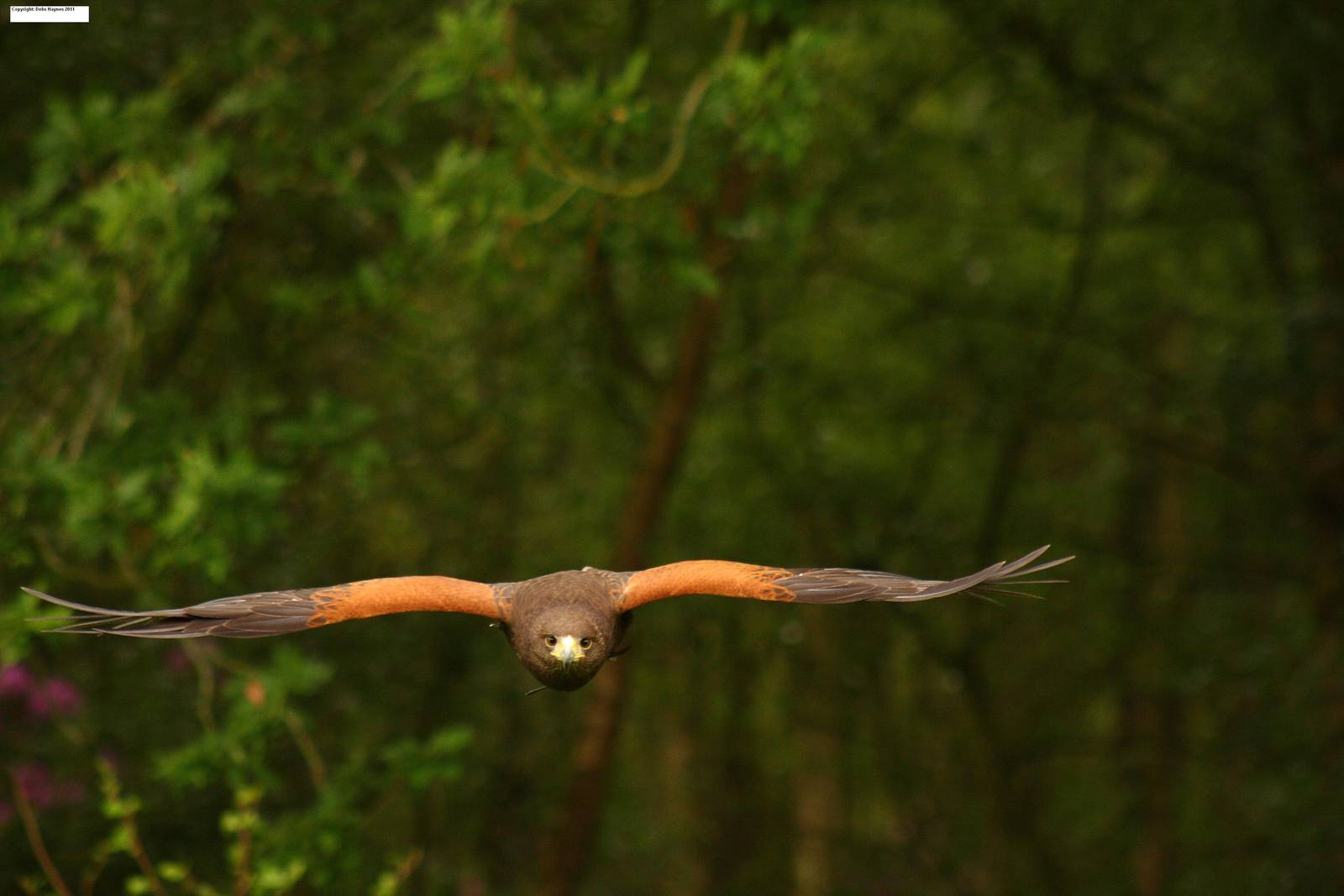 'Bonnie' Female Harris Hawk