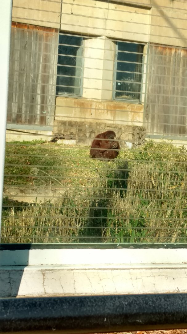 Bonnie the Orangutan