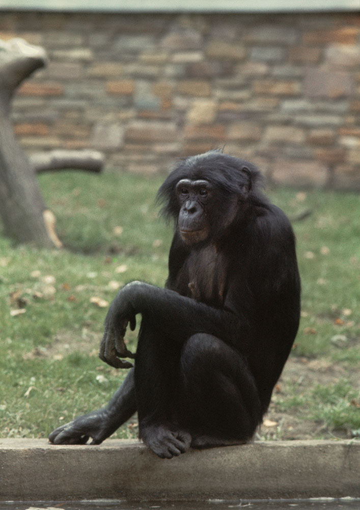 Bonobo 1973