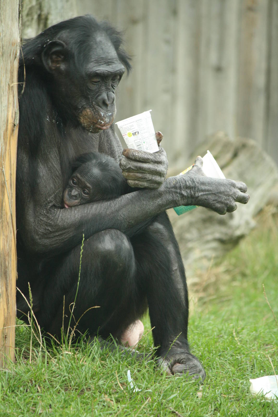 Bonobo and baby 24 August 2010