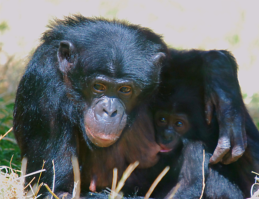 BONOBO AND BABY