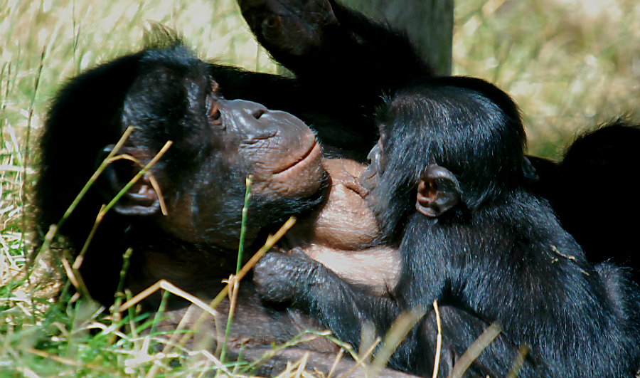 BONOBO AND BABY