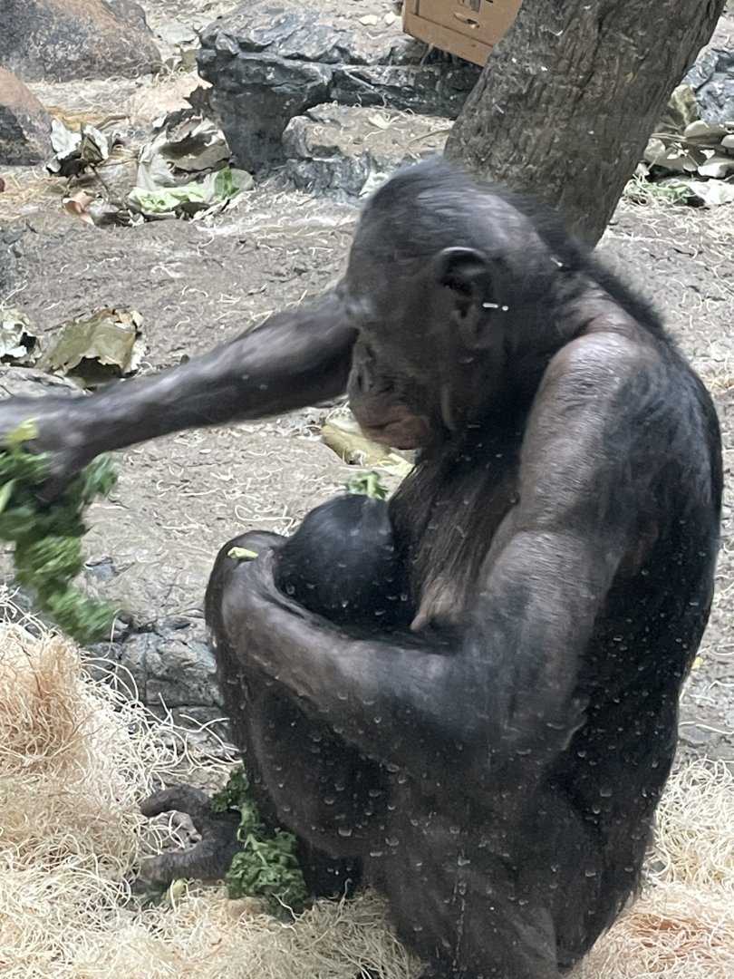 Bonobo and her baby