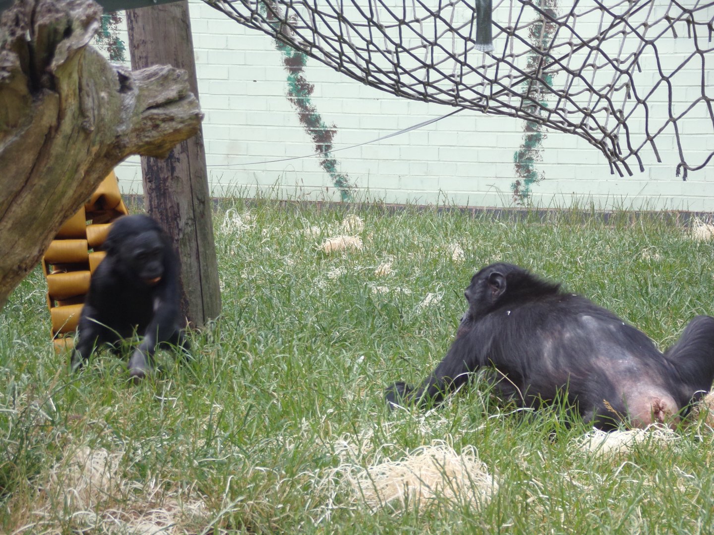 Bonobo and youngster 7.7.24