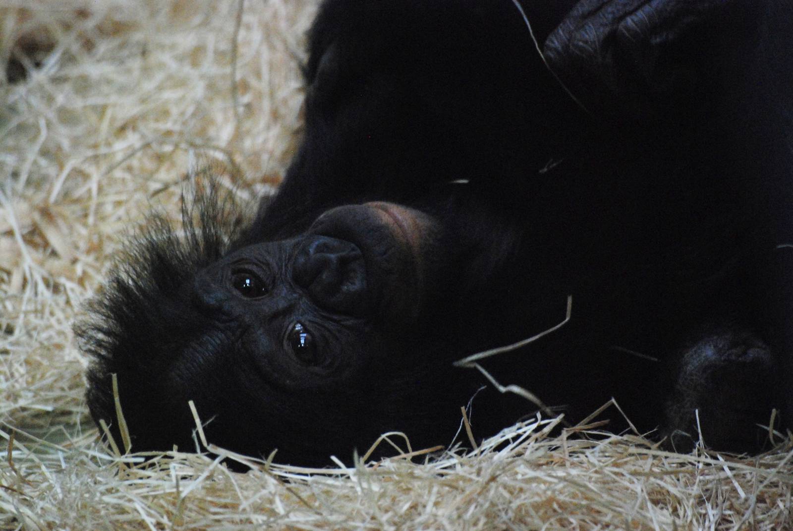 Bonobo at Berlin Zoo, 31/08/11