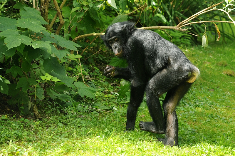 Bonobo at Cologne
