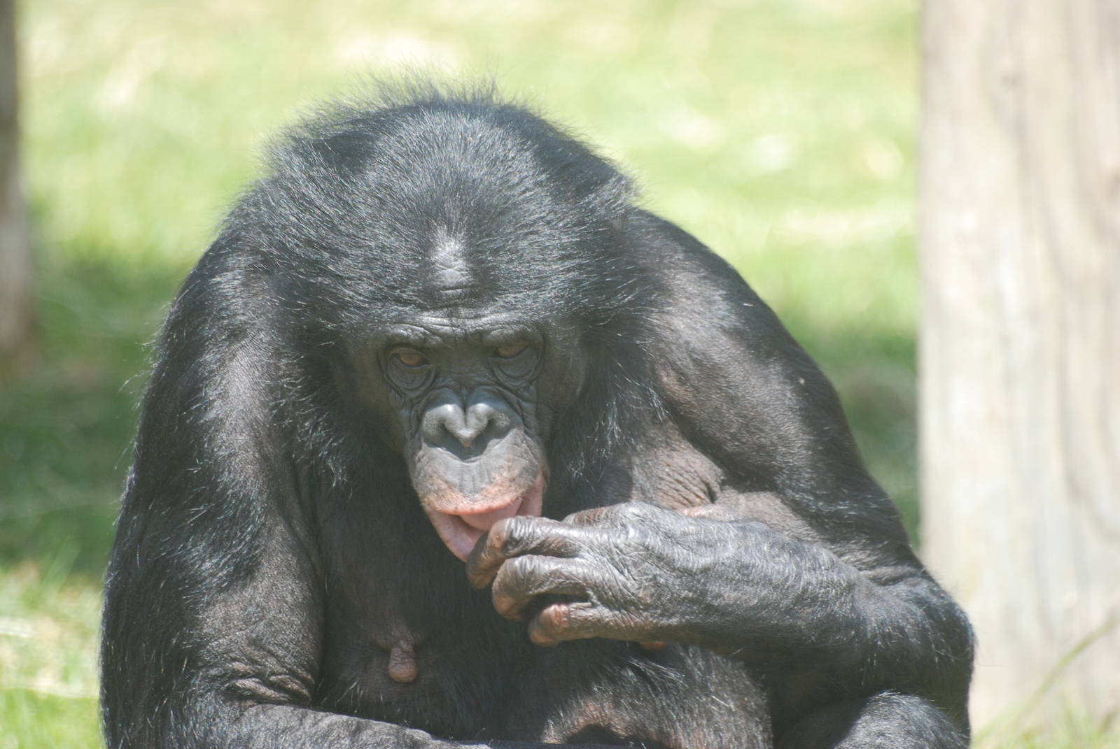Bonobo at Twycross, 18/06/11
