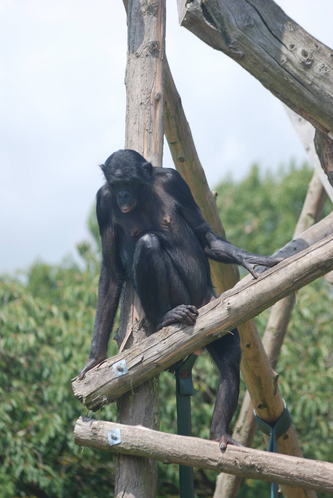 Bonobo at Twycross, 18/06/11