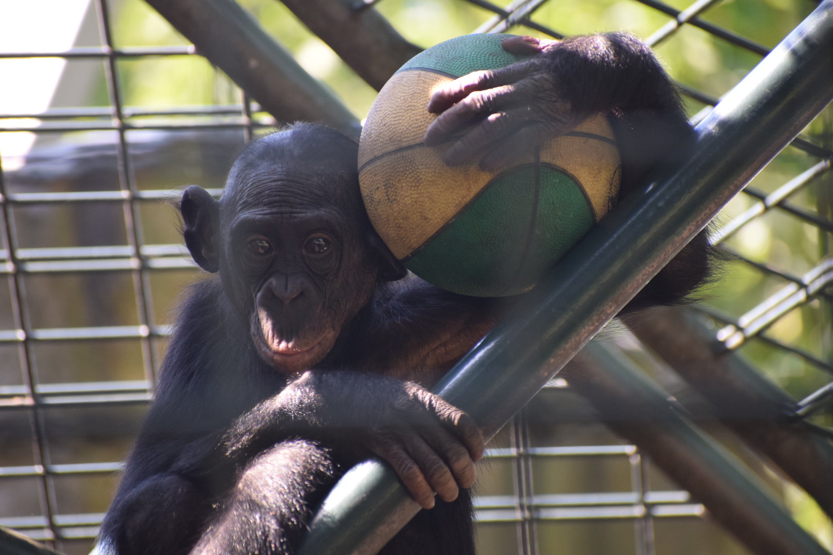 Bonobo - August 2023