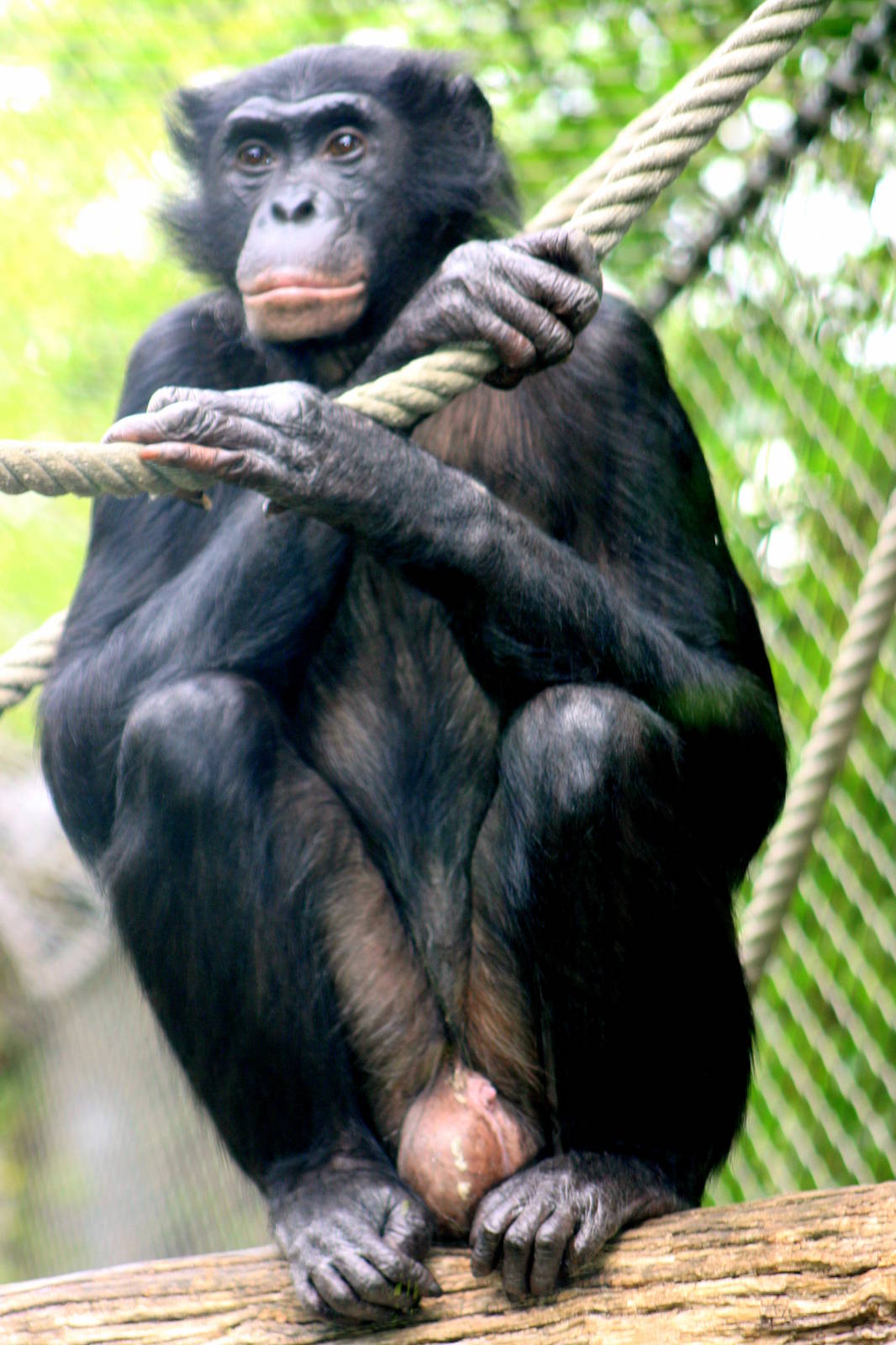 Bonobo; Cologne; 24th May 2011