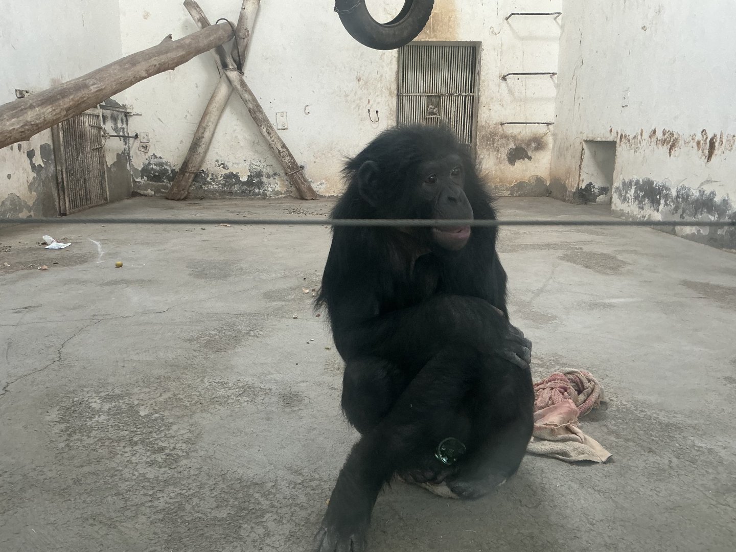 bonobo"Da hei" 2025/2/6-1