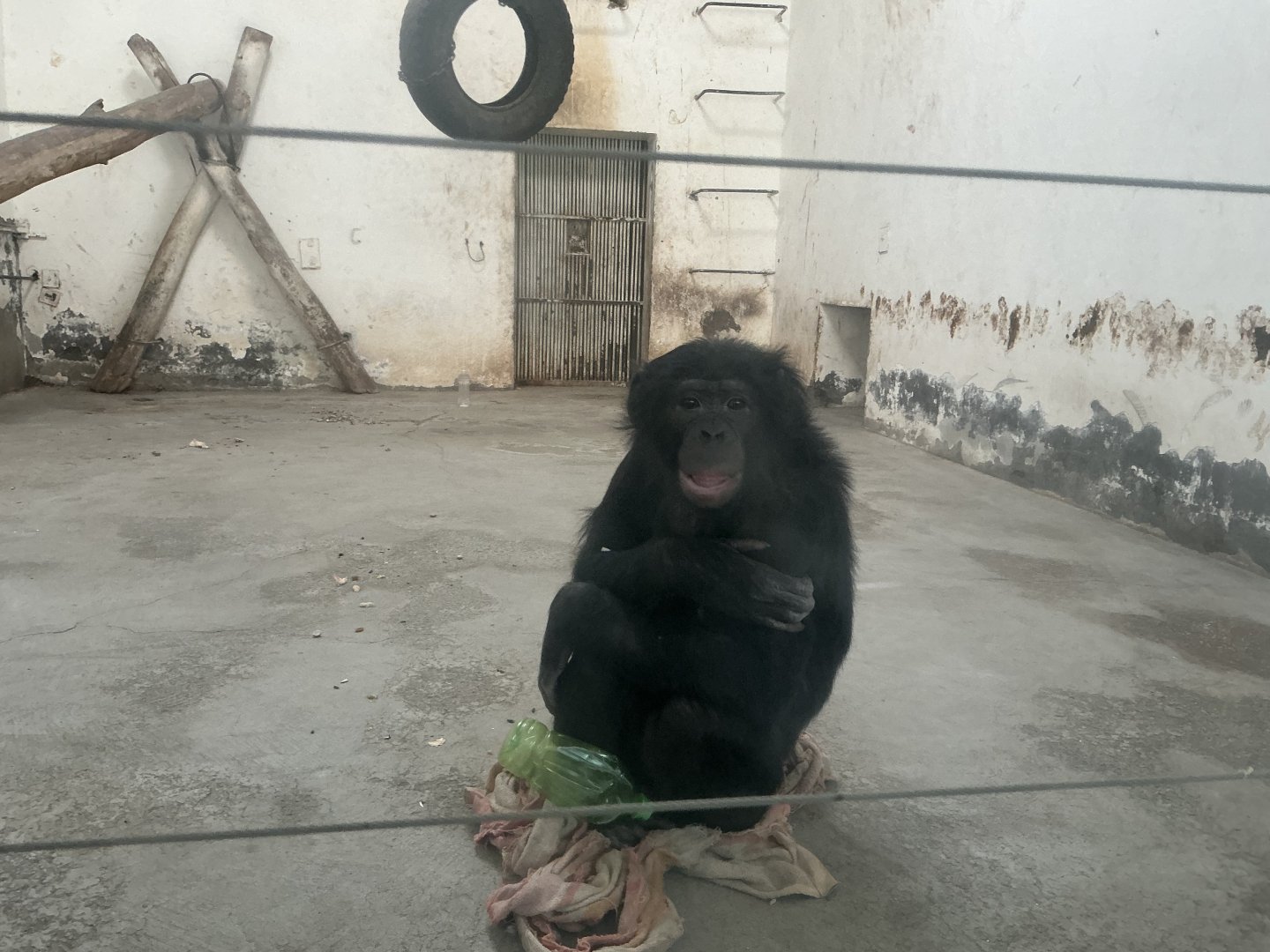 bonobo"Da hei" 2025/2/6-2