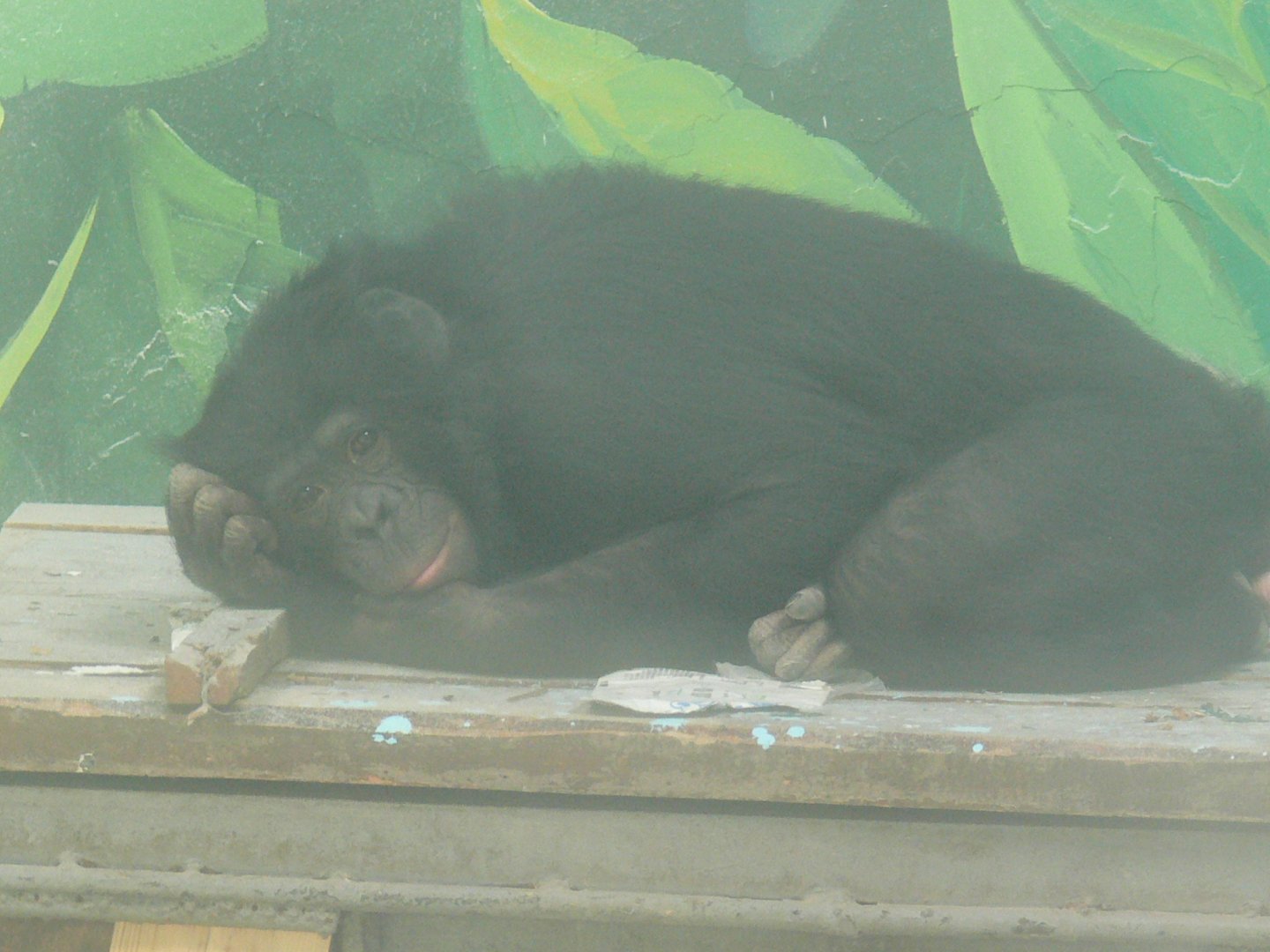 bonobo"Da hei" 2025/5/5