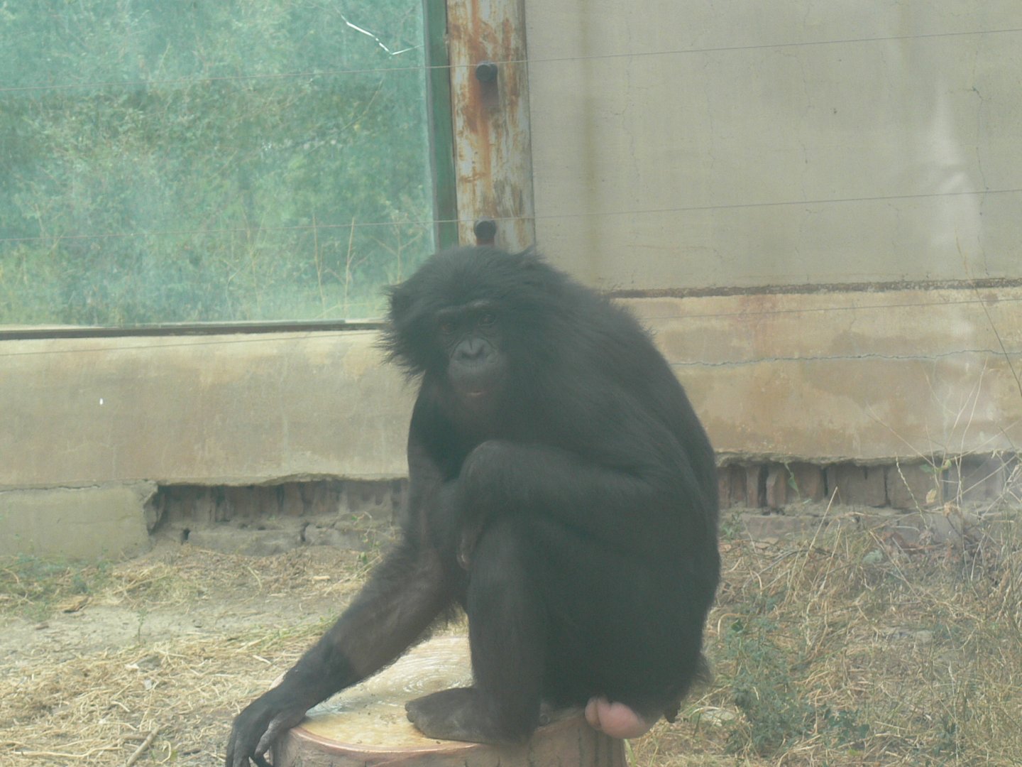 bonobo"Da hei" 2025/8/17