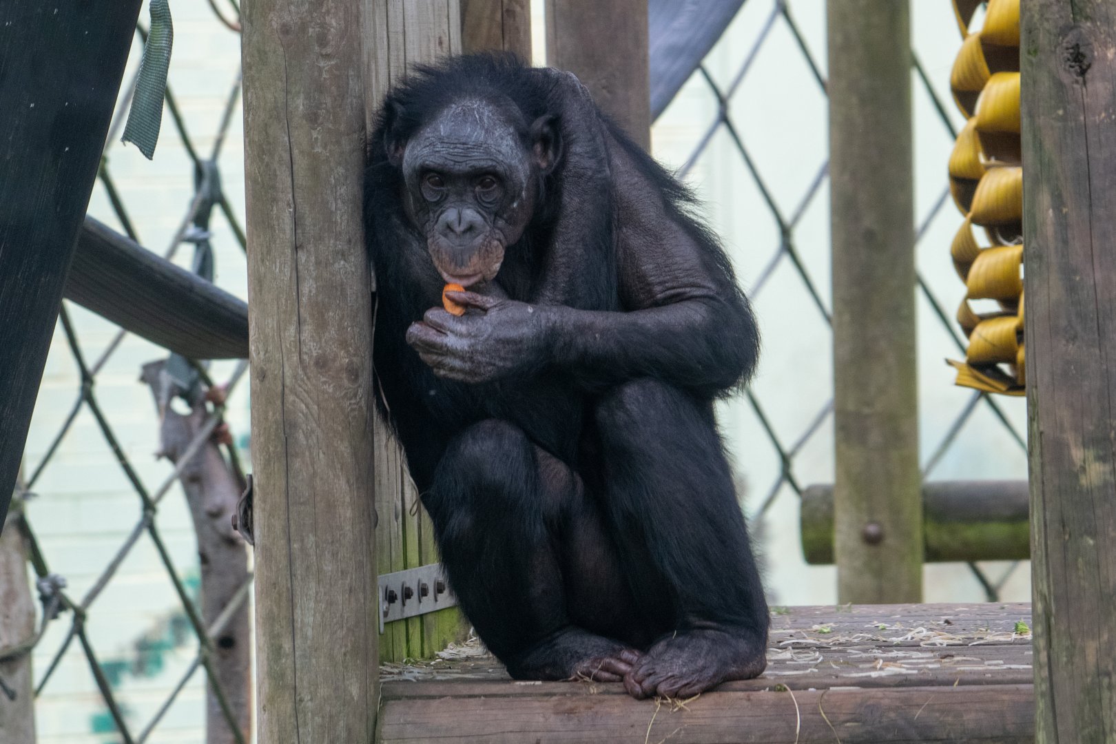 Bonobo - Diatou - Twycross