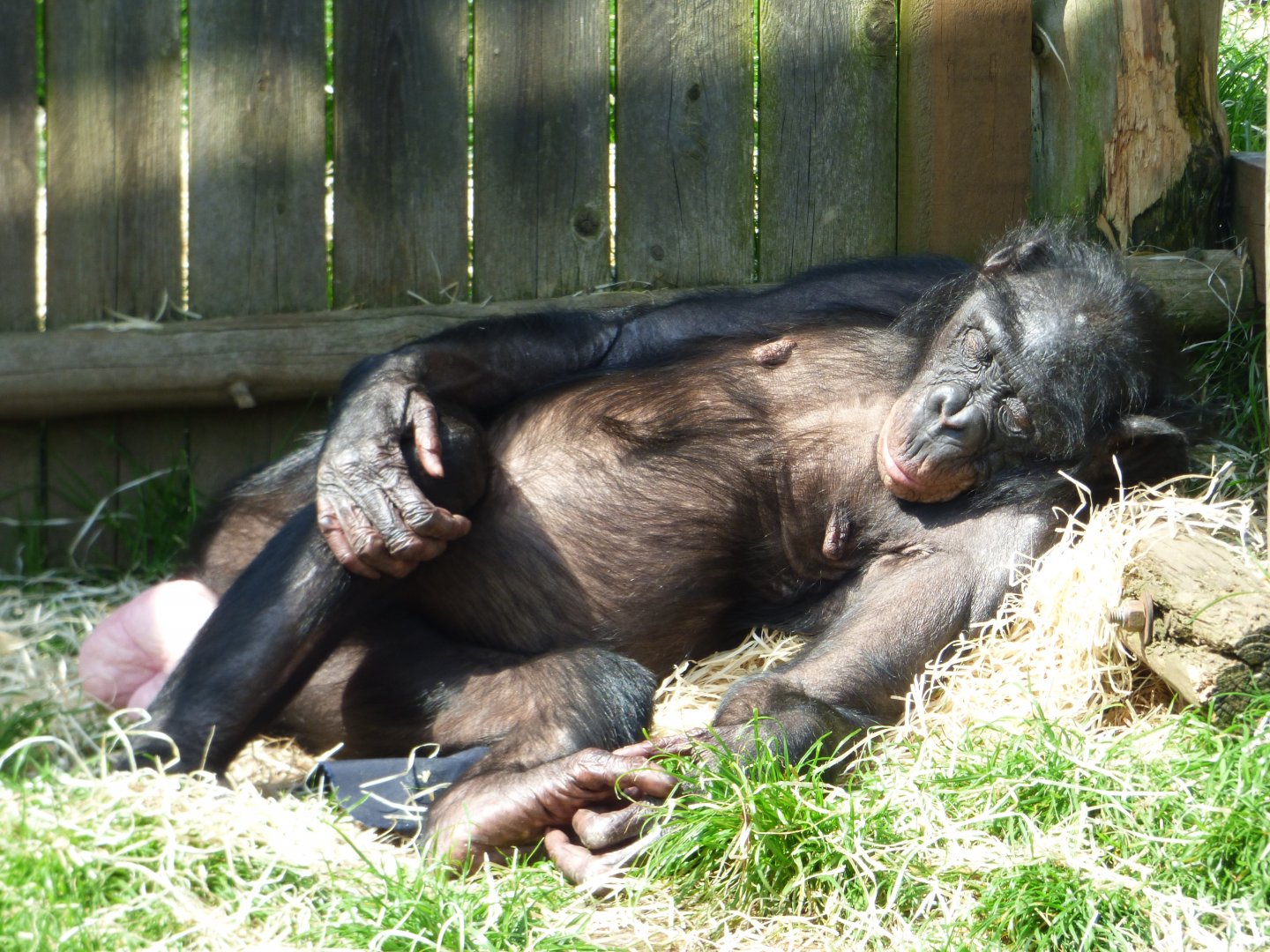 Bonobo (Diatou)