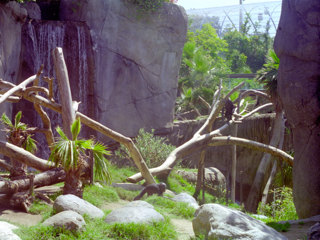 Bonobo enclosure at San Diego Zoo 1998