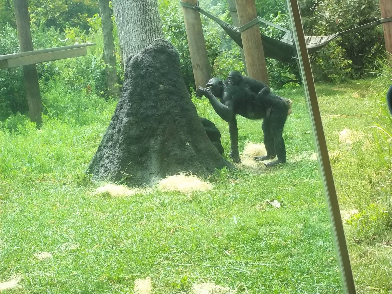 Bonobo Enrichment