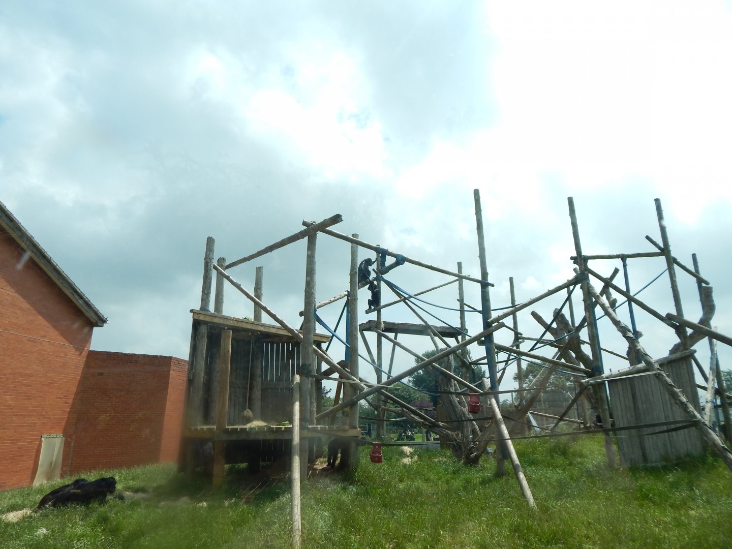 Bonobo exhibit 020721