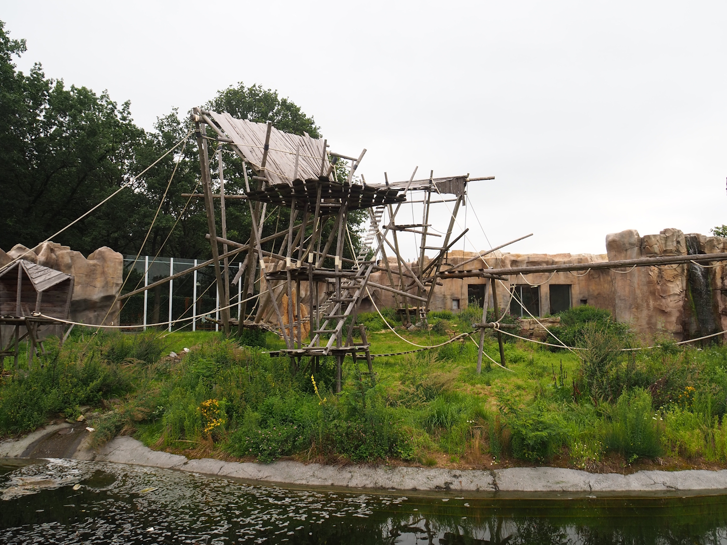 Bonobo exhibit, 2023-08-17