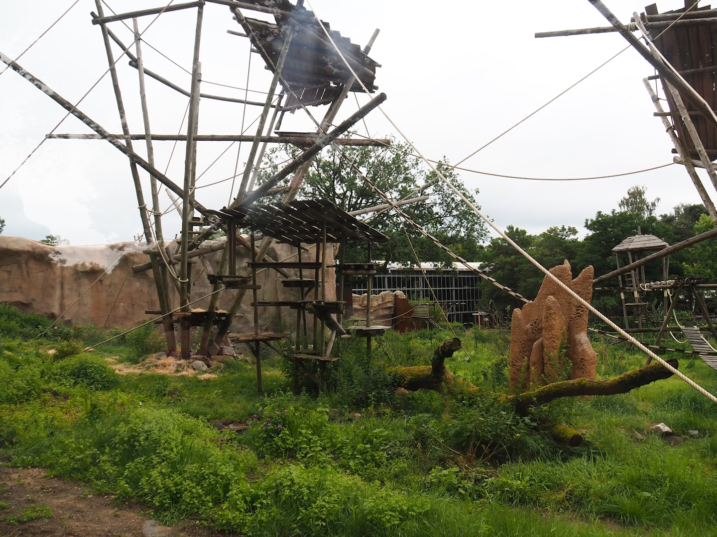 Bonobo exhibit, 2023-08-17