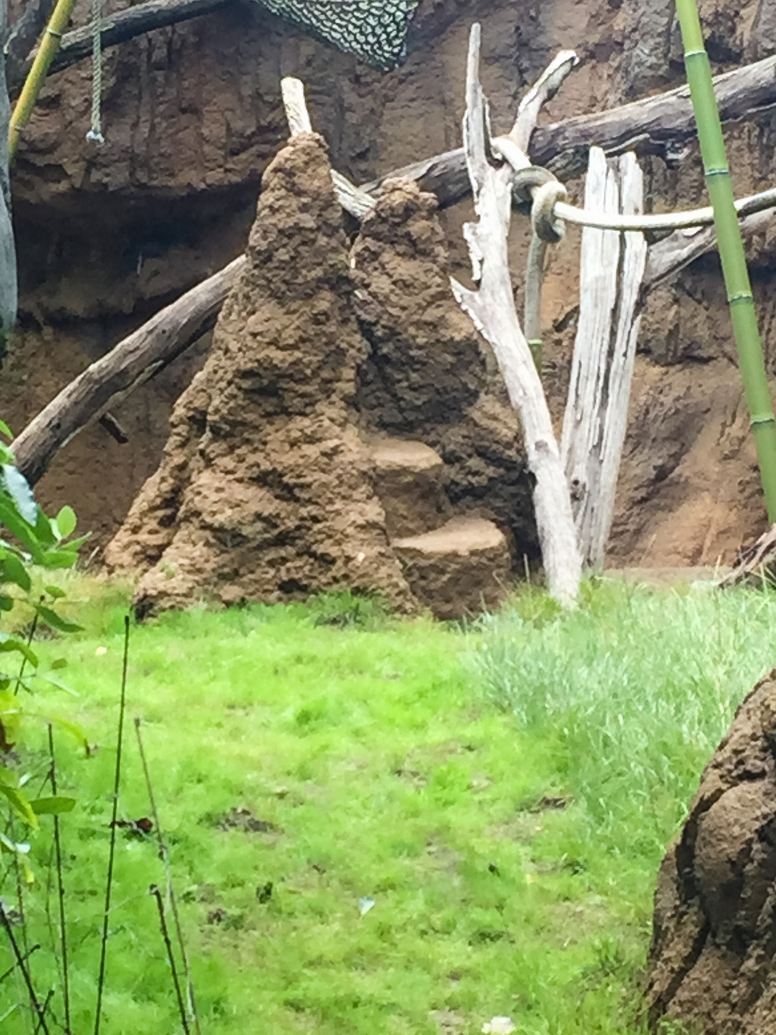 Bonobo exhibit-added steps to the termite mound for keepers convenience.