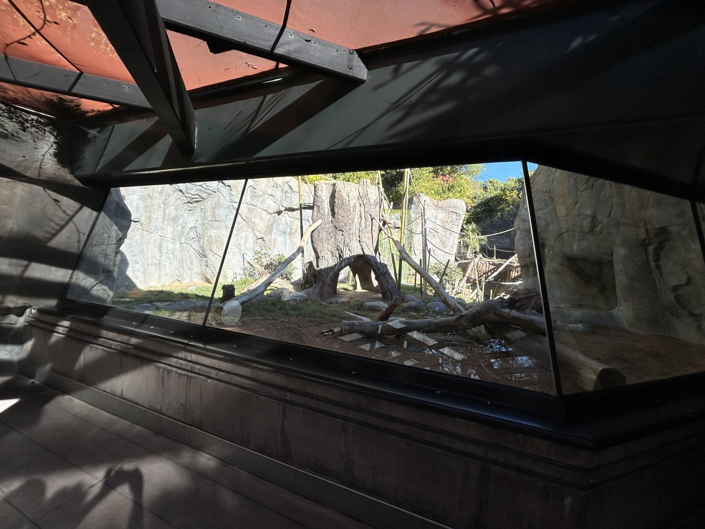 Bonobo Exhibit - Gorilla Tropics