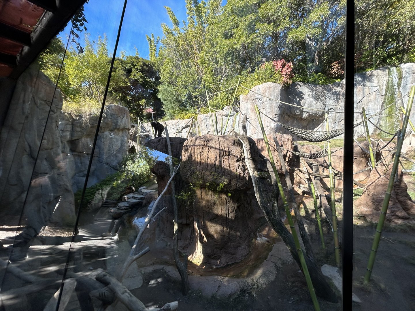 Bonobo Exhibit - Gorilla Tropics
