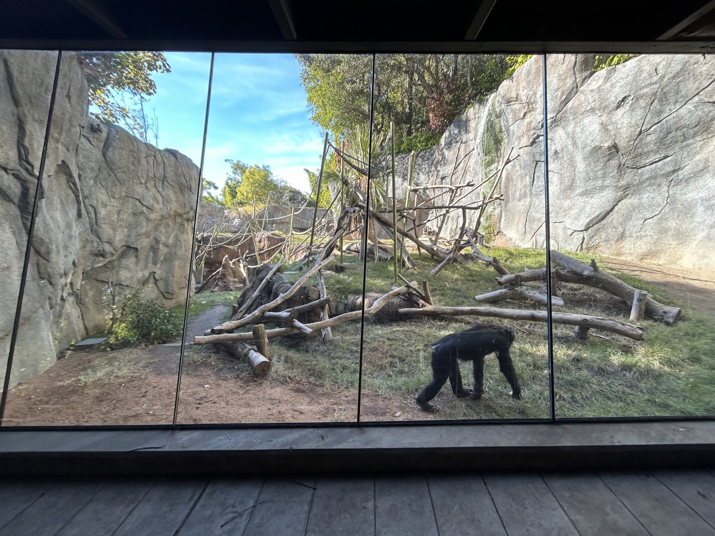 Bonobo Exhibit - Gorilla Tropics