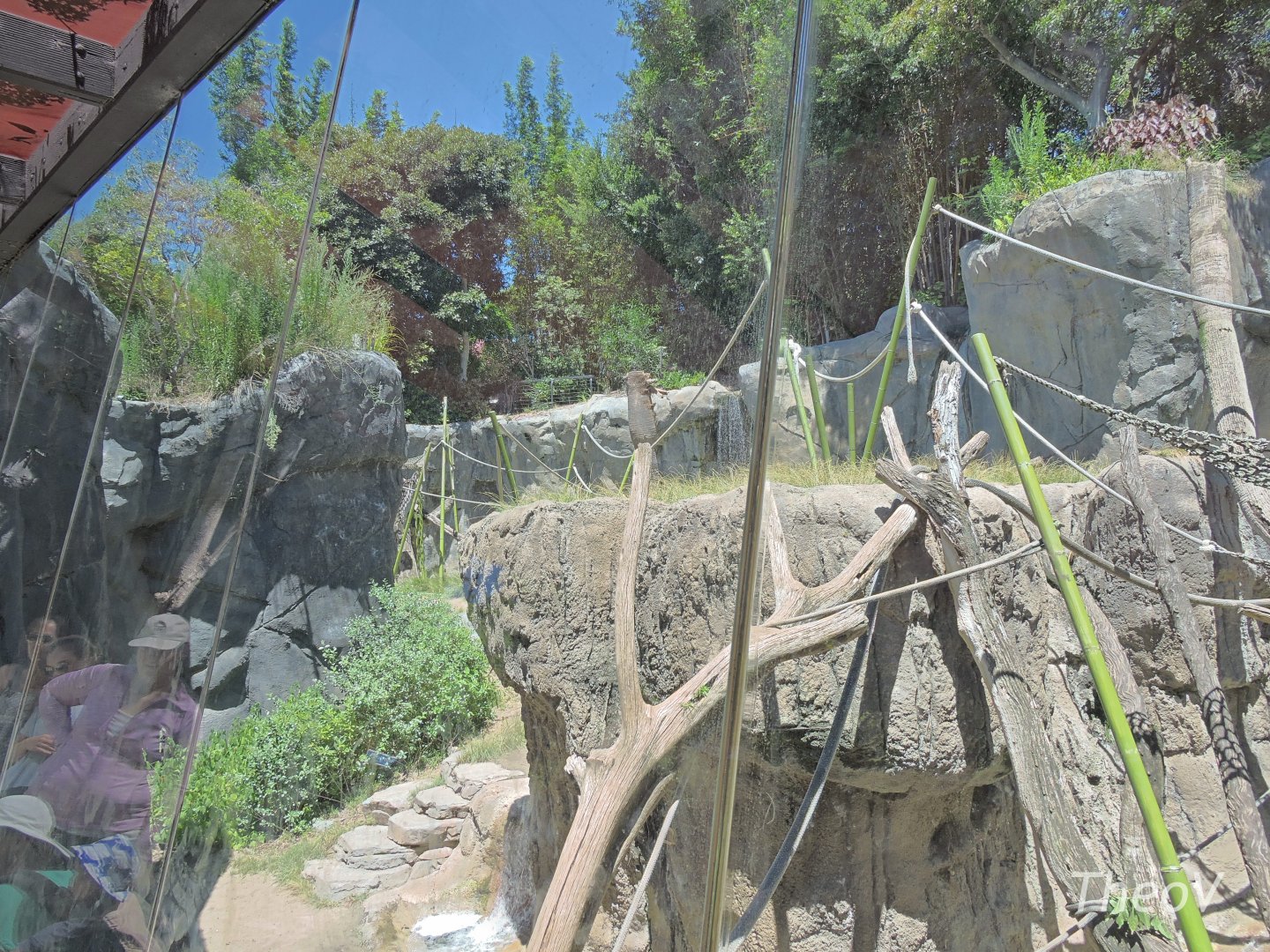 Bonobo exhibit - Lost Forest [2015]