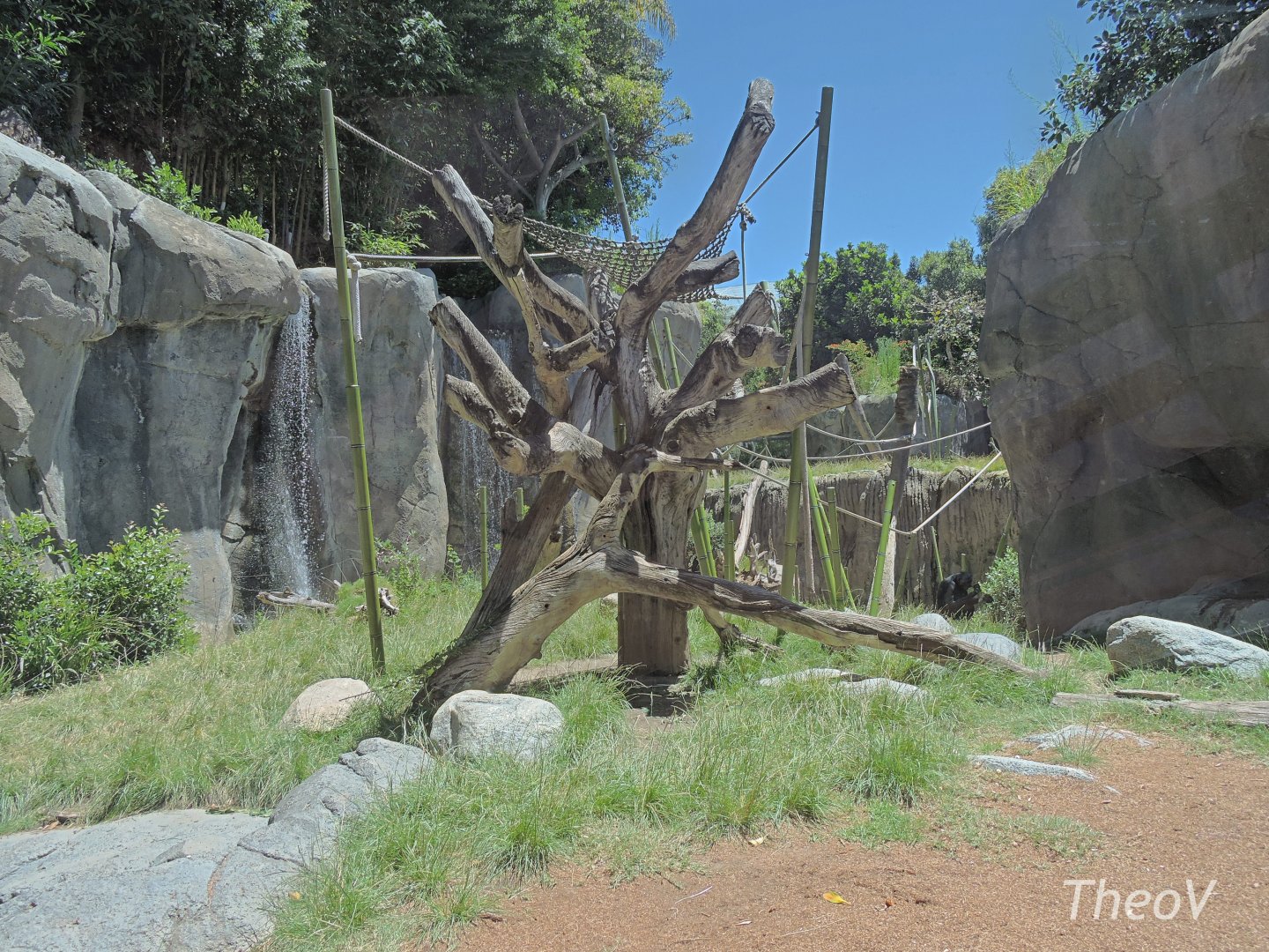 Bonobo exhibit - Lost Forest [2015]