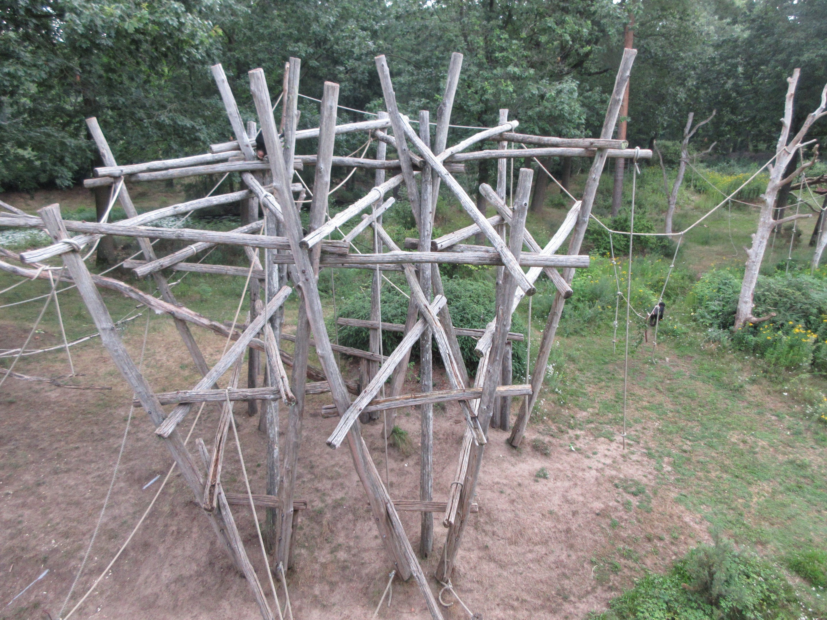 Bonobo Exhibit (only a small portion)