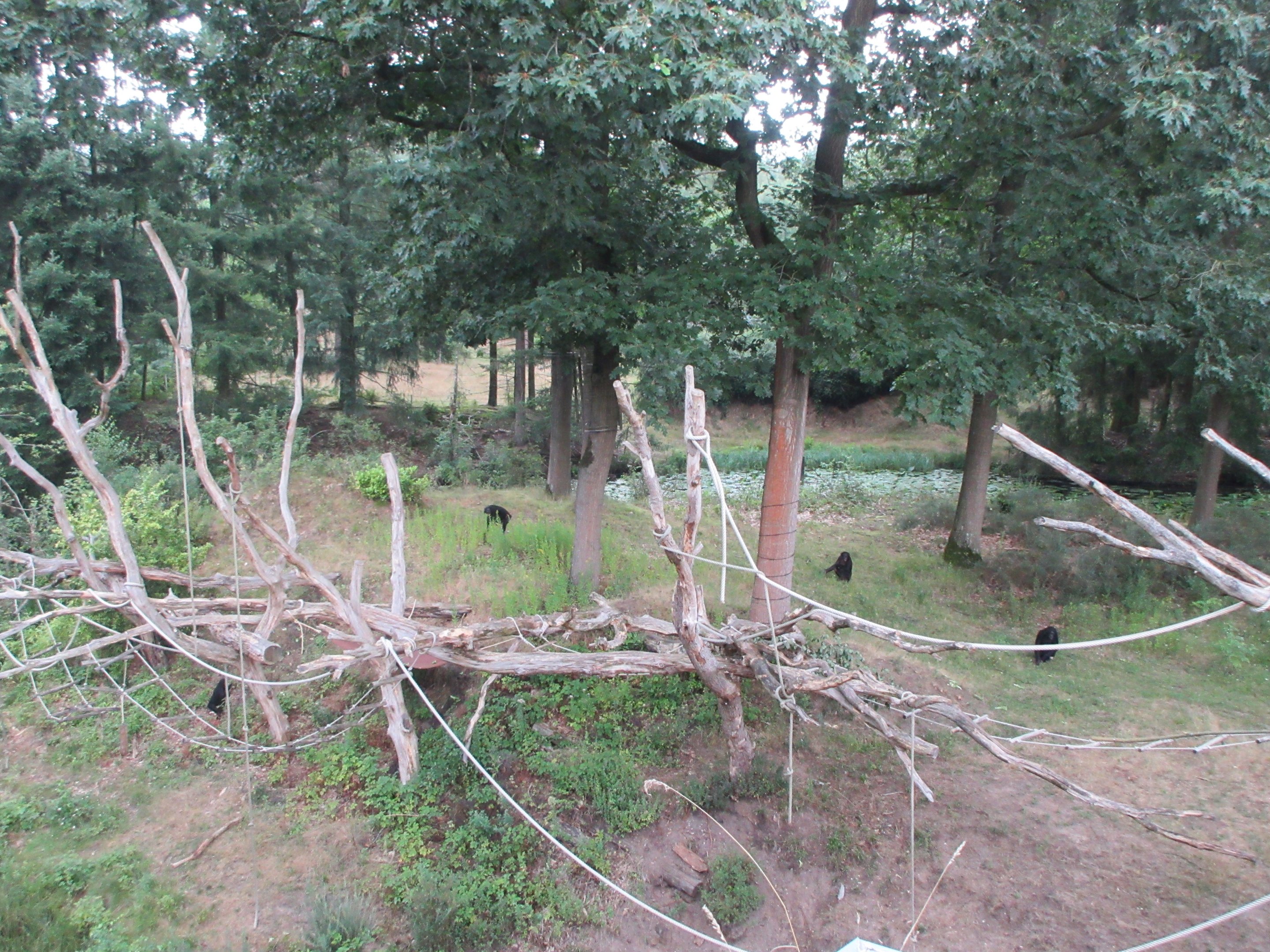 Bonobo Exhibit (only a small portion)