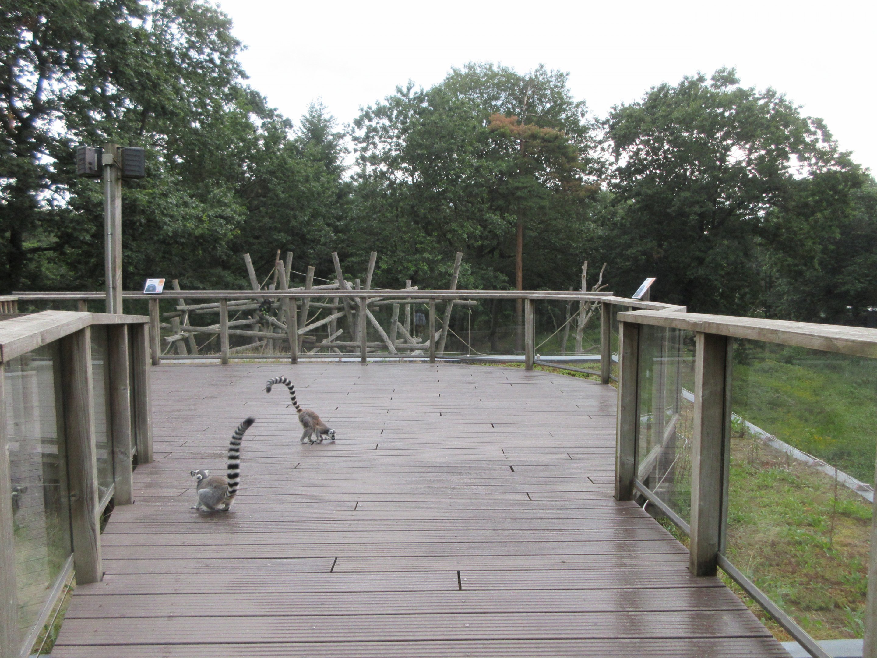 Bonobo Exhibit - viewing deck