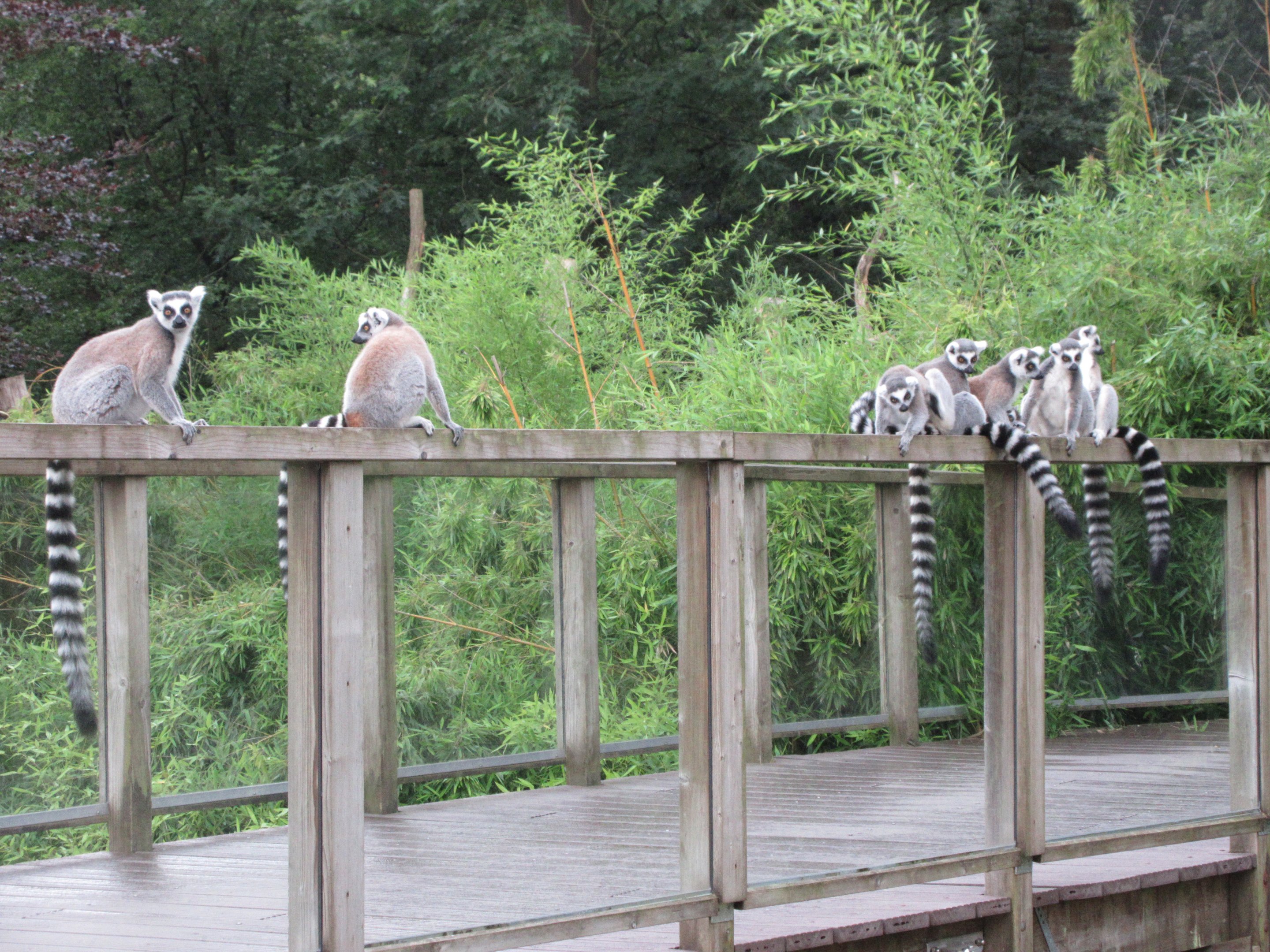 Bonobo Exhibit - viewing deck