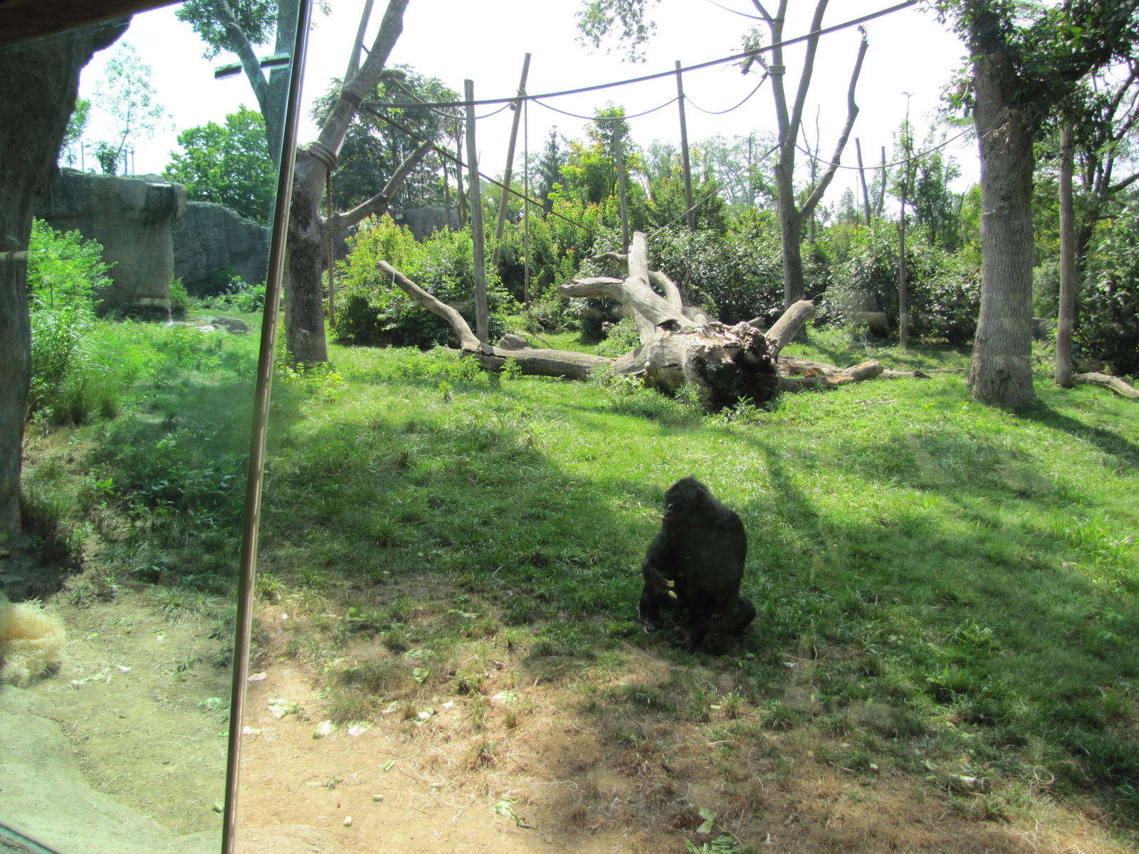 Bonobo Exhibit