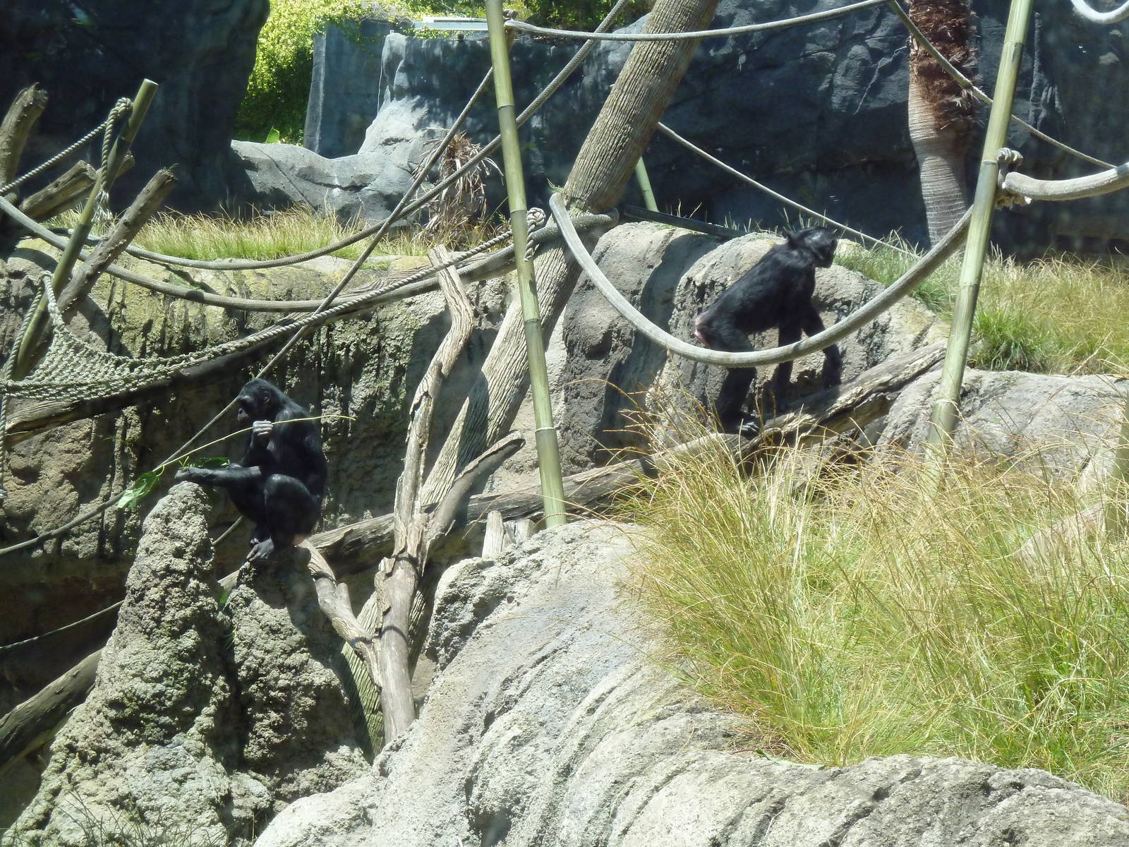 Bonobo Exhibit