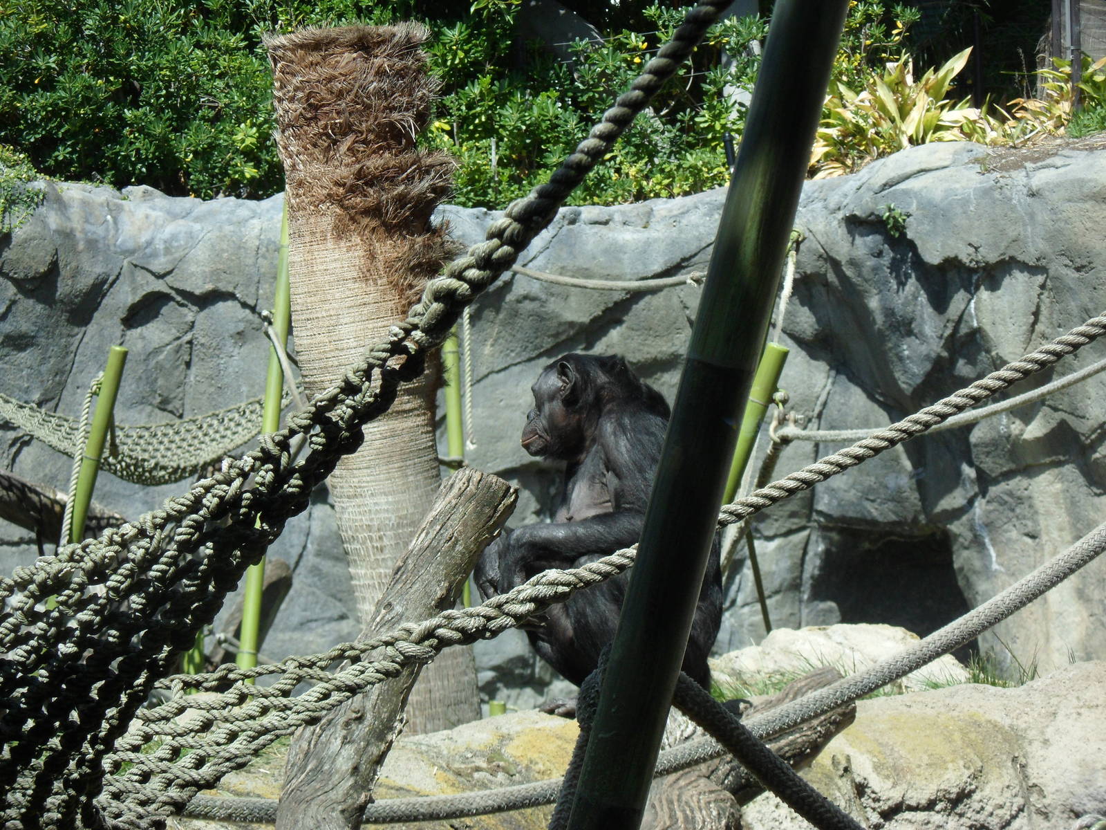 Bonobo Exhibit